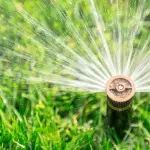panks_irrigation1